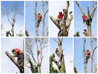 Elaguer et tailler un arbre