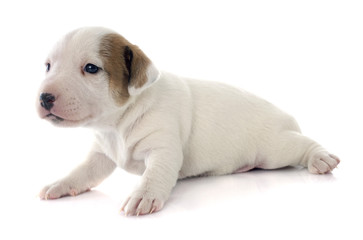 puppy jack russel terrier