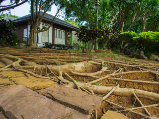 Home and roots