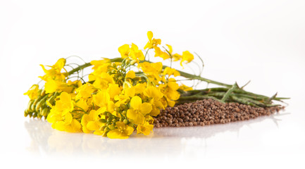 Rape blossoms and seeds on white background