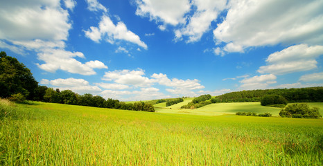 field and forest