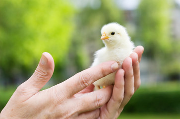 chicken in human hands