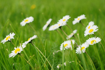 White daisies on summer day