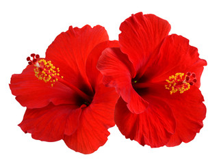 Fototapeta premium Red Hibiscus