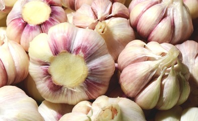 Pile of white purple garlic