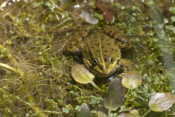 Common frog in green pond