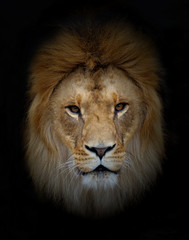 Lion.