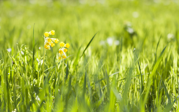 Yellow cowslip or primrose flower grow in grass
