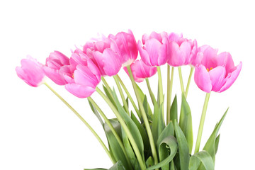 Fototapeta premium Beautiful pink tulips, isolated on white