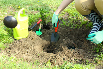 Gardener planting tree in spring