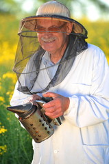 doświadczony pszczelarz pracujący na polu kwitnącego rzepaku  