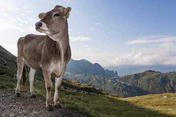 Obraz premium Mucca al pascolo