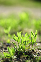 Beautiful green grass, outdoors