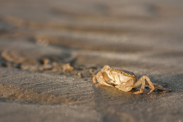 Granchio sulla spiaggia