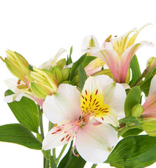 Plakat Alstroemeria flowers isolated on white