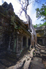 Prasat Ta Prum. Roots Of Tree.