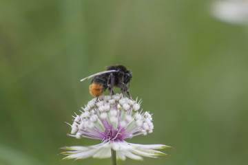 Vespa bombo su fiore