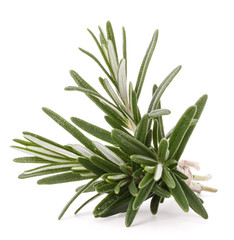 Fototapeta premium rosemary herb spice leaves isolated on white background cutout