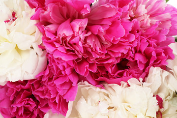 Beautiful pink peonies, close up