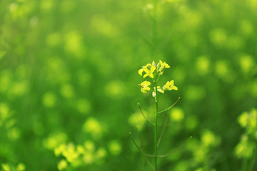 Beautiful wild flowers, outdoors