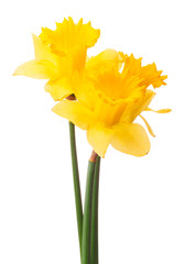 Daffodil flower or narcissus  bouquet  isolated on white backgro