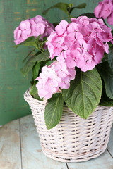 Hydrangea in basket on table on wooden background