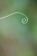 green spiral