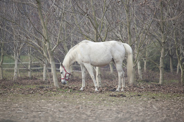 Obraz na płótnie Canvas Cavallo bianco