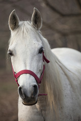 Obraz premium Primo piano di cavallo bianco