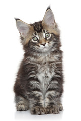 Maine Coon kitten