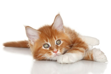 Fototapeta premium Maine Coon kitten