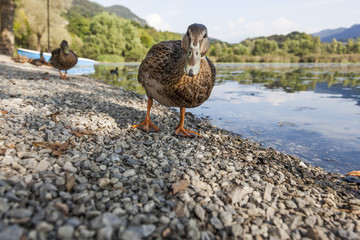 Anatra germano femmina in avvicinamento