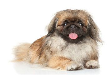 Pekinese dog portrait