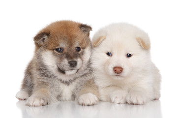 Two Shiba inu puppies