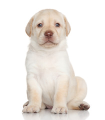 Labrador retriever puppy portrait