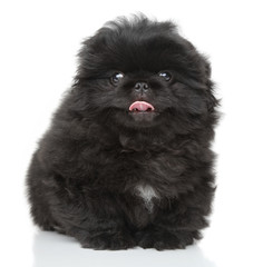 Obraz premium Pekinese puppy close-up portrait