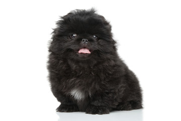 Pekinese puppy