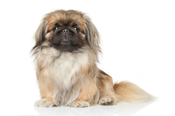 Naklejka na ściany i meble Pekinese dog