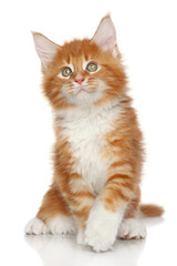 Fototapeta premium Maine Coon kitten