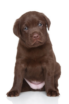Chocolate Labrador retriever puppy, portrait