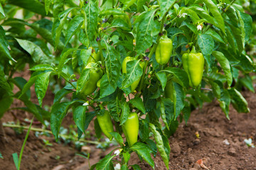 Pepper plant