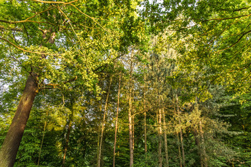 Bäume in der Aue/Kassel