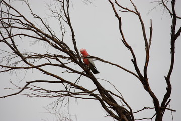 rosa Kakadu