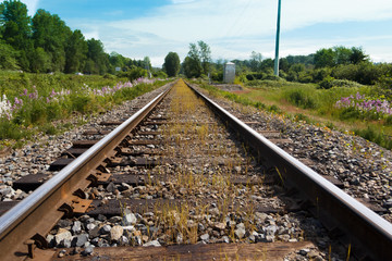 Purple wildflowers along railway train tracks.