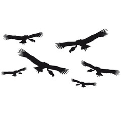 Fliegende Kreisende Geier