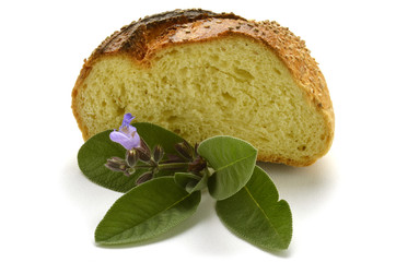 Salvia officinalis Sauge officinale Echter Salbei