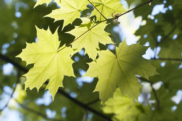 Green maple leaves