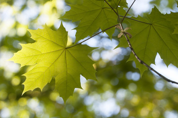 Green maple leaves