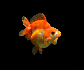 fancy goldfish isolated on black background