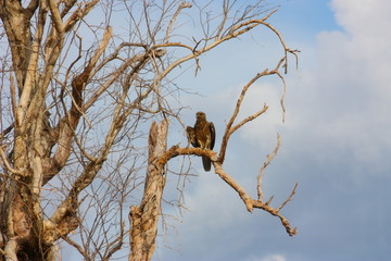 Raubvogel